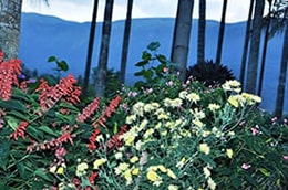 Lush garden surroundings